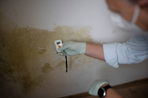 Best White Mold Remediation in Winchester, TN