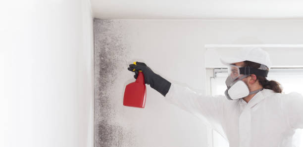 Best Localized Mold Remediation (e.g., coastal areas, humid climates) in Winchester, TN
