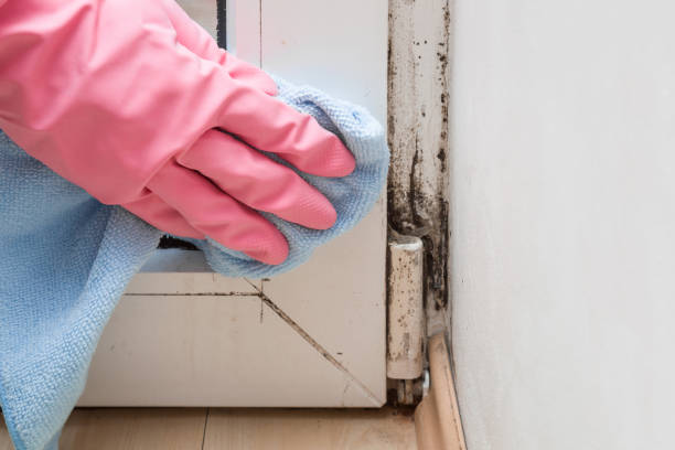 Best Industrial Mold Remediation in Winchester, TN